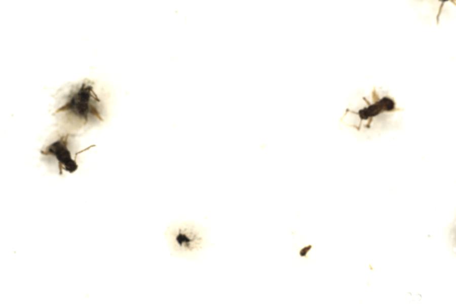 Image 47